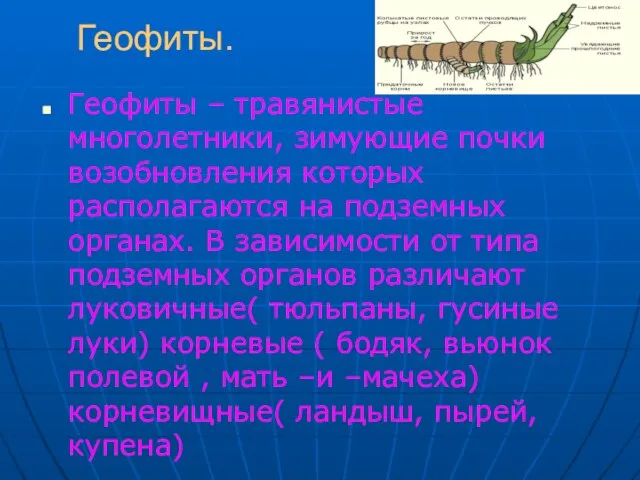 Геофиты. Геофиты – травянистые многолетники, зимующие почки возобновления которых располагаются на подземных