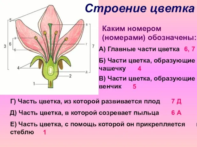 Строение цветка Каким номером (номерами) обозначены: А) Главные части цветка 6, 7