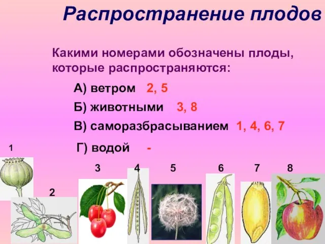 Распространение плодов 3 4 5 6 7 8 1 Какими номерами обозначены