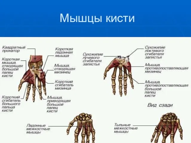 Мышцы кисти