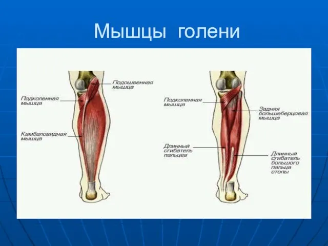 Мышцы голени