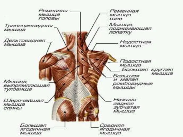 МЫШЕЧНАЯ СИСТЕМА МЫШЕЧНАЯ СИСТЕМА, совокупность мышц и мышечных пучков, объединенных обычно соединительной