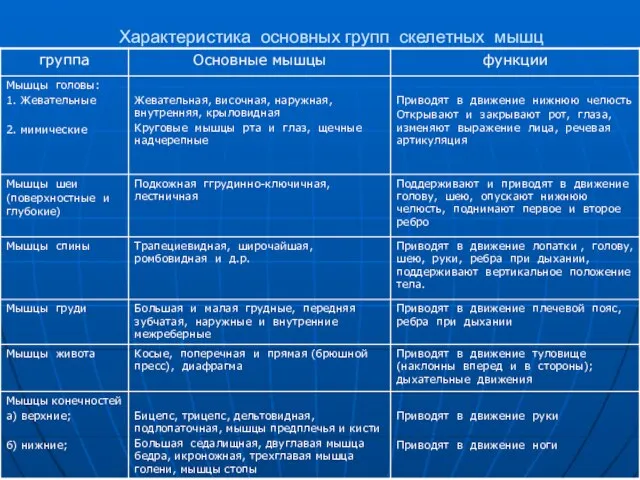 Характеристика основных групп скелетных мышц