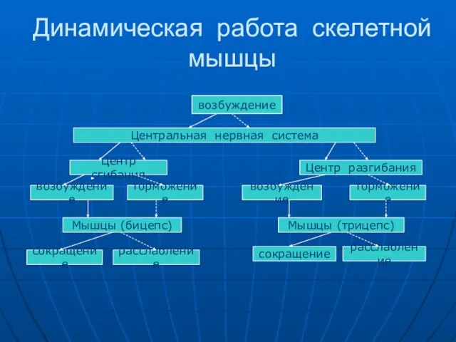 Динамическая работа скелетной мышцы возбуждение Центральная нервная система Центр сгибания Центр разгибания