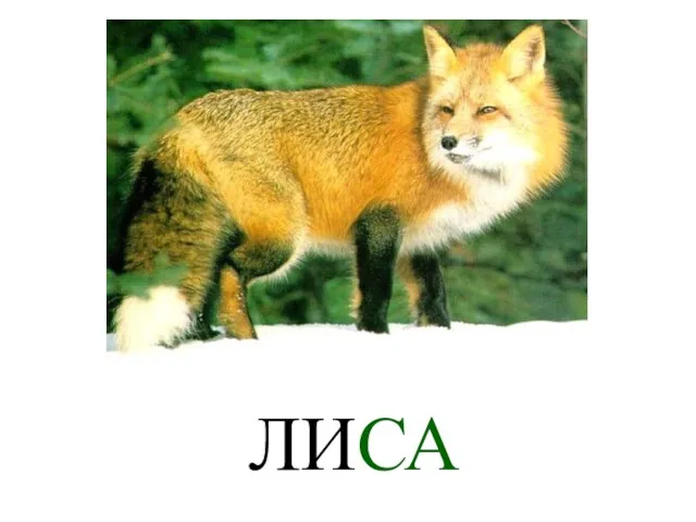 ЛИСА