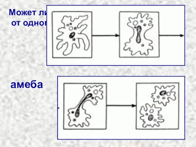 Может ли появится новое животное от одного организма? амеба