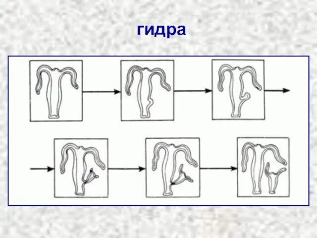 гидра