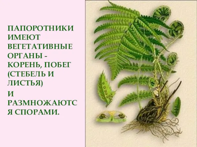 папоротники имеют вегетативные органы - корень, побег (стебель и листья) и размножаются спорами.