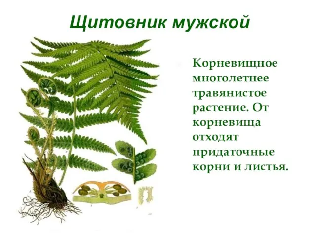 Щитовник мужской Корневищное многолетнее травянистое растение. От корневища отходят придаточные корни и листья.