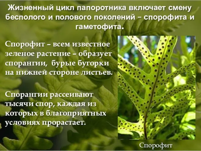 Жизненный цикл папоротника включает смену бесполого и полового поколений – спорофита и