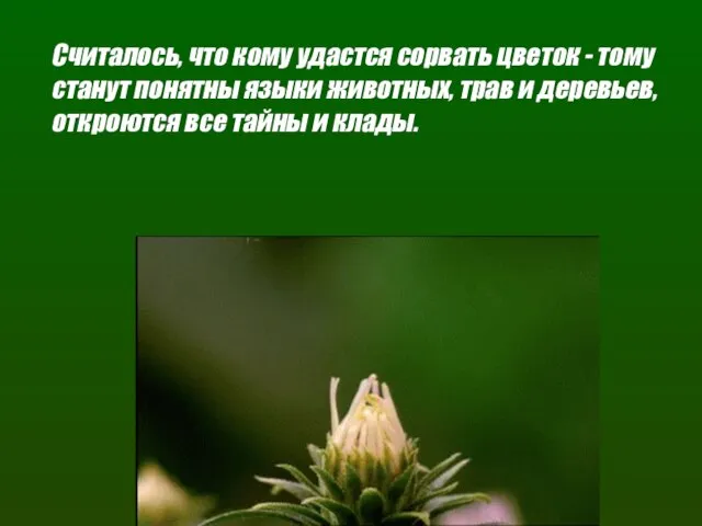 Считалось, что кому удастся сорвать цветок - тому станут понятны языки животных,