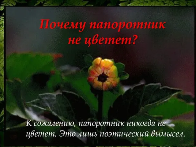 К сожалению, папоротник никогда не цветет. Это лишь поэтический вымысел. Почему папоротник не цветет?