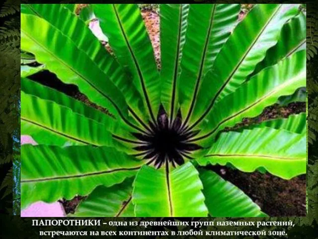 Папоротниковидные – большая группа споровых растений, насчитывающая свыше 10 тыс. видов. ПАПОРОТНИКИ