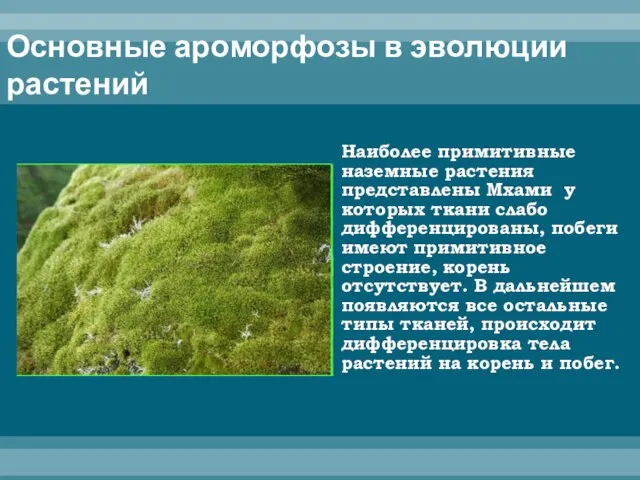 Основные ароморфозы в эволюции растений Наиболее примитивные наземные растения представлены Мхами у