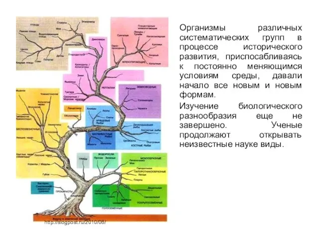 Организмы различных систематических групп в процессе исторического развития, приспосабливаясь к постоянно меняющимся