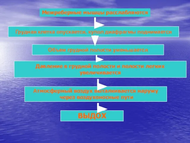 Межреберные мышцы расслабляются Грудная клетка опускается, купол диафрагмы поднимается Объем грудной полости