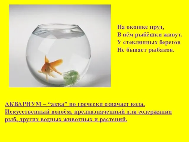 На окошке пруд, В нём рыбёшки живут. У стеклянных берегов Не бывает