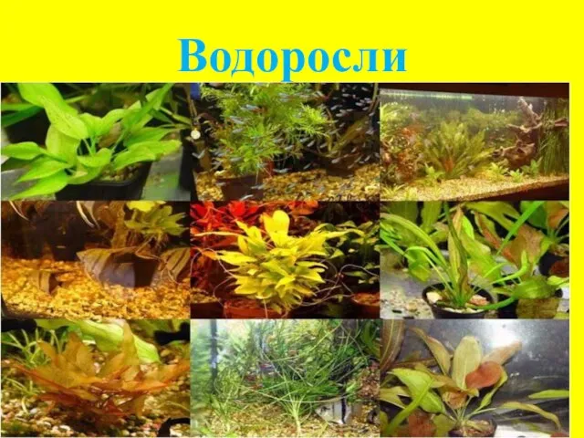 Водоросли