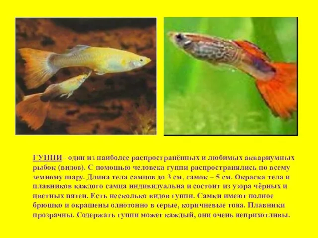 ГУППИ– один из наиболее распространённых и любимых аквариумных рыбок (видов). С помощью
