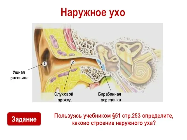 Наружное ухо Пользуясь учебником §51 стр.253 определите, каково строение наружного уха? Ушная