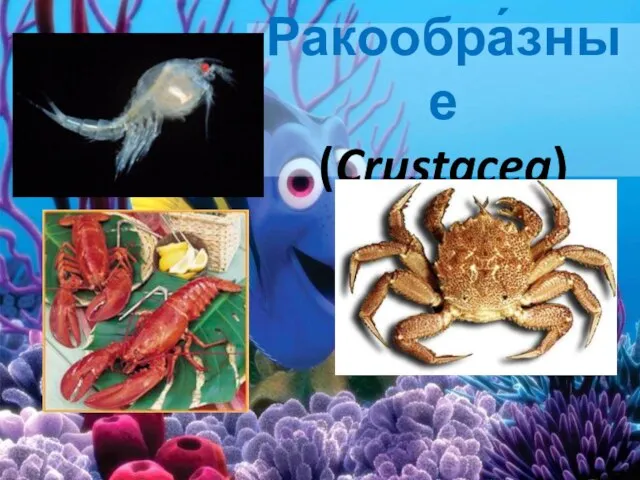 Ракообра́зные (Crustacea)