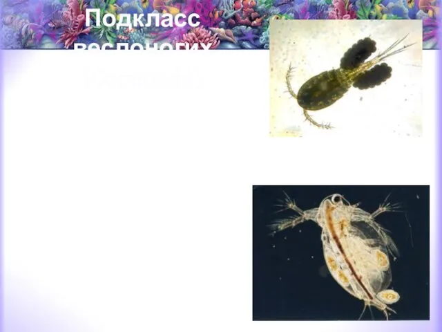 Подкласс веслоногих (Copepoda) морские планктонные (каланиды и др.), пресноводные свободноживущие (циклопы и