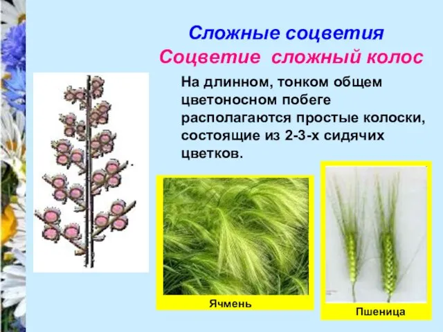 Сложные соцветия Соцветие сложный колос На длинном, тонком общем цветоносном побеге располагаются