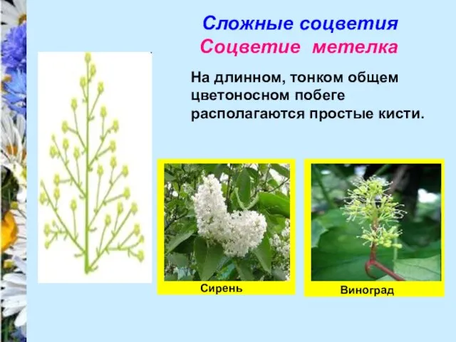 Сложные соцветия Соцветие метелка На длинном, тонком общем цветоносном побеге располагаются простые кисти. Виноград Сирень