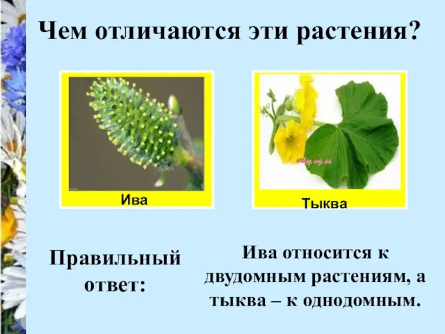 Ива Чем отличаются эти растения? Тыква Правильный ответ: Ива относится к двудомным