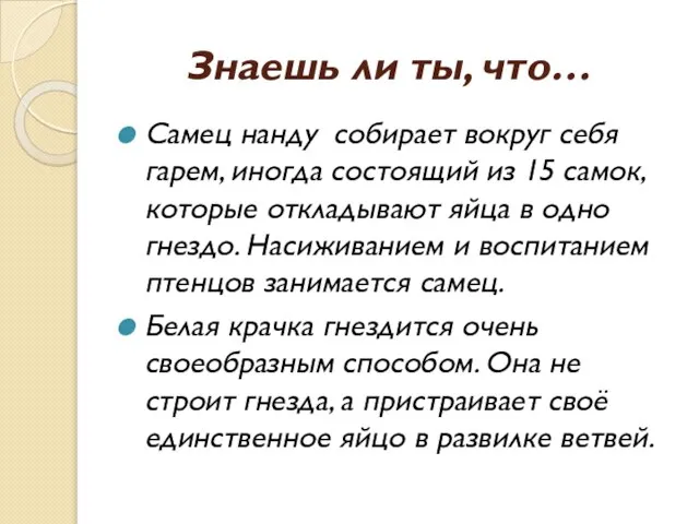 Знаешь ли ты, что… Самец нанду собирает вокруг себя гарем, иногда состоящий