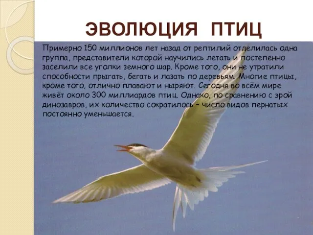 ЭВОЛЮЦИЯ ПТИЦ Примерно 150 миллионов лет назад от рептилий отделилась одна группа,