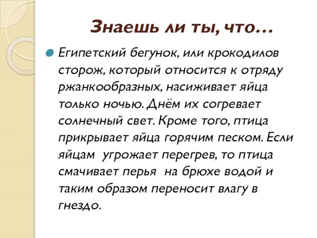 Знаешь ли ты, что… Египетский бегунок, или крокодилов сторож, который относится к