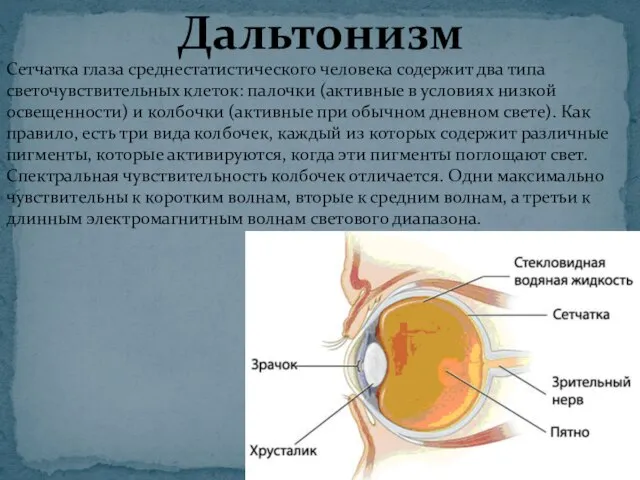 Дальтонизм Сетчатка глаза среднестатистического человека содержит два типа светочувствительных клеток: палочки (активные