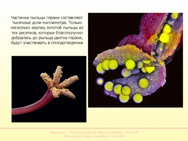 Частички пыльцы герани составляют тысячные доли миллиметра. Только несколько крупиц золотой пыльцы