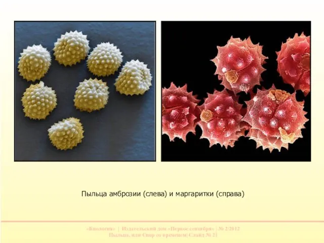 Пыльца амброзии (слева) и маргаритки (справа)
