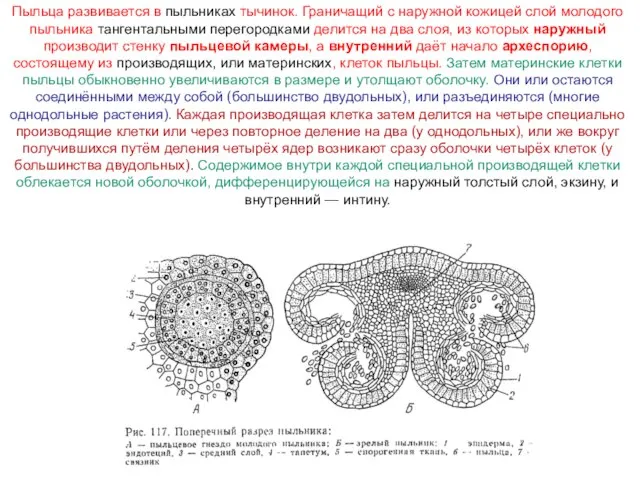 Пыльца развивается в пыльниках тычинок. Граничащий с наружной кожицей слой молодого пыльника