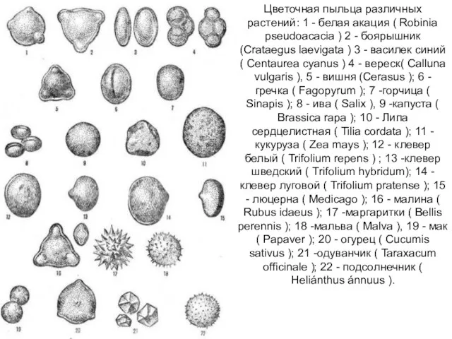 Цветочная пыльца различных растений: 1 - белая акация ( Robinia pseudoacacia )