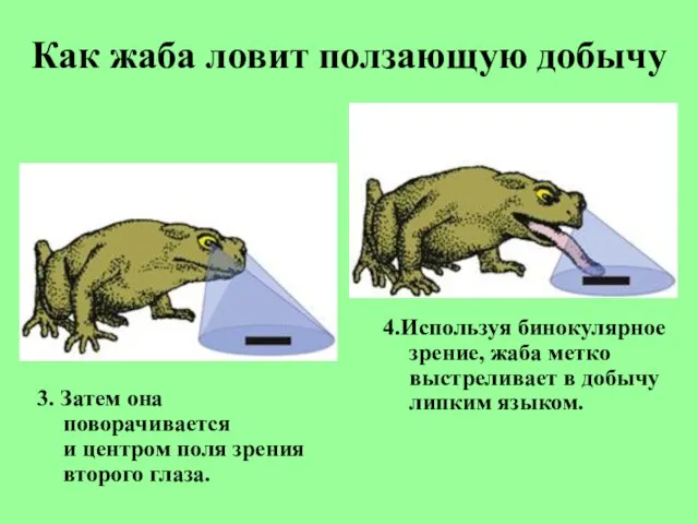 Как жаба ловит ползающую добычу 3. Затем она поворачивается и центром поля