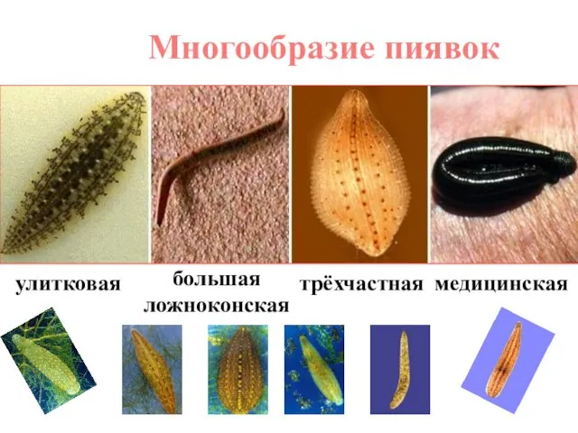 улитковая большая ложноконская трёхчастная медицинская Многообразие пиявок