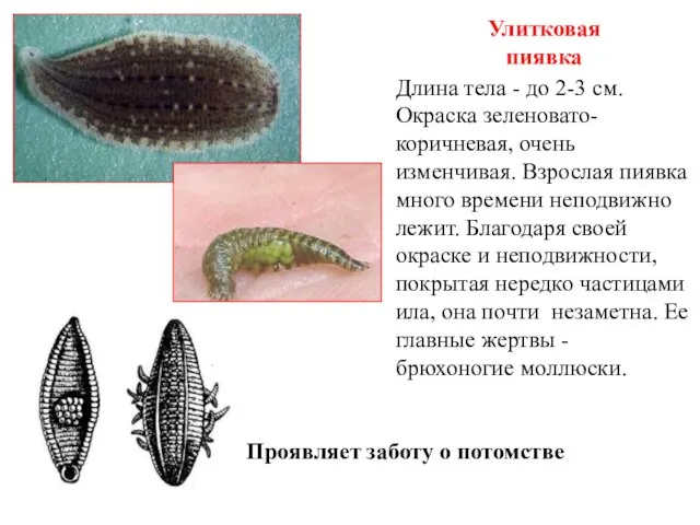 Длина тела - до 2-3 см. Окраска зеленовато-коричневая, очень изменчивая. Взрослая пиявка