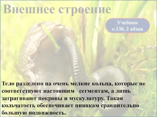 Внешнее строение Учебник с.130, 2 абзац Тело разделено на очень мелкие кольца,