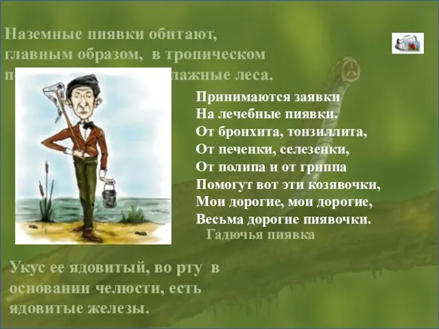 Наземные пиявки обитают, главным образом, в тропическом поясе, где населяют влажные леса.