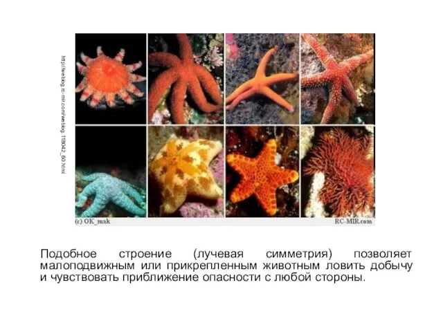 Подобное строение (лучевая симметрия) позволяет малоподвижным или прикрепленным животным ловить добычу и