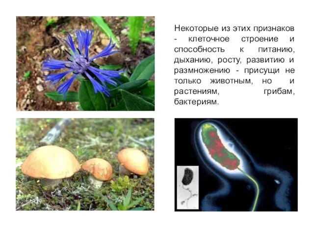 Некоторые из этих признаков - клеточное строение и способность к питанию, дыханию,