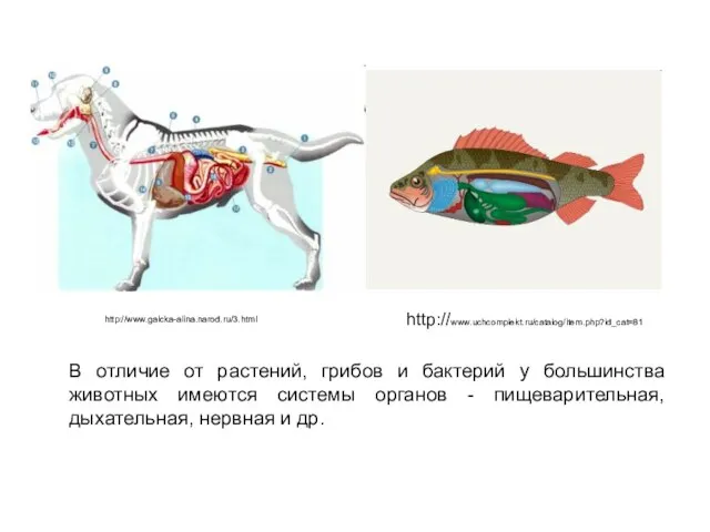 В отличие от растений, грибов и бактерий у большинства животных имеются системы