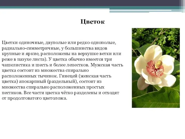 Цветок Цветки одиночные, двуполые или редко однополые, радиально-симметричные, у большинства видов крупные