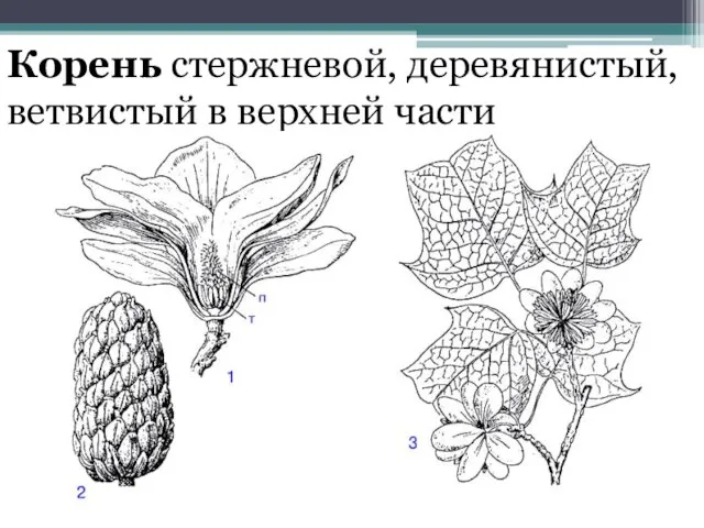 Корень стержневой, деревянистый, ветвистый в верхней части