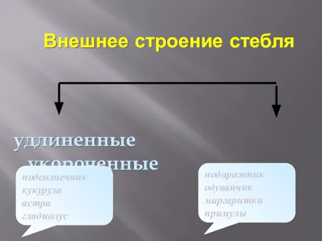 Внешнее строение стебля удлиненные укороченные подсолнечник кукуруза астра гладиолус подорожник одуванчик маргаритки примулы