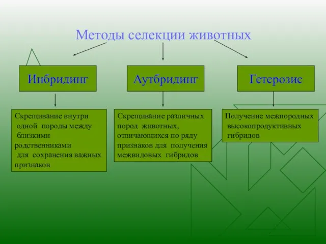 Методы селекции животных Инбридинг Аутбридинг Гетерозис Скрещивание внутри одной породы между близкими