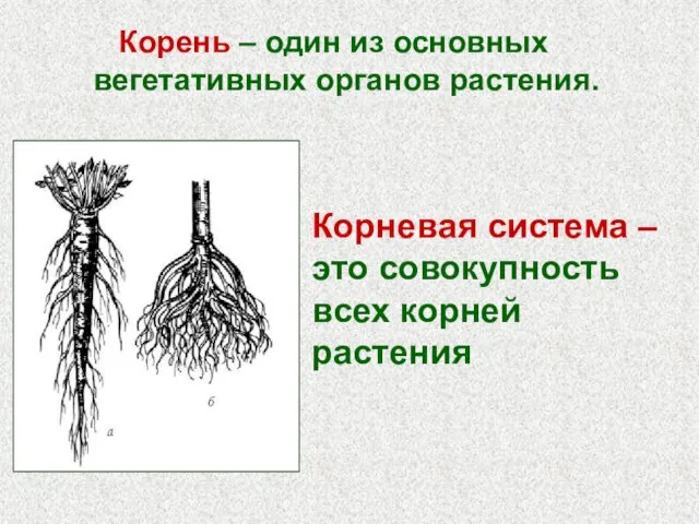 Корень – один из основных вегетативных органов растения. Корневая система – это совокупность всех корней растения